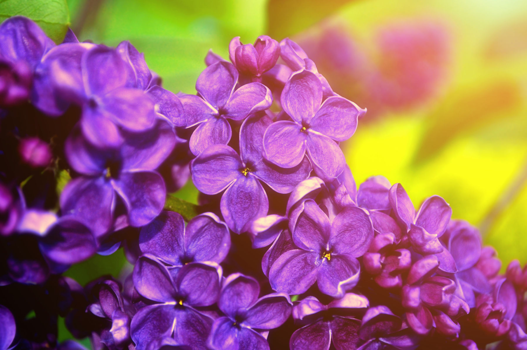 Blooming spring lilac flowers - spring floral background. Selective focus at the central spring lilac flowers, soft focus processing. Spring background with spring lilac flowers. Spring nature